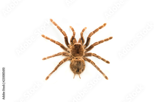 spider brachypelma smithyisolated