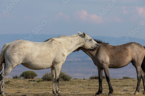 Pair of Wild horses © natureguy