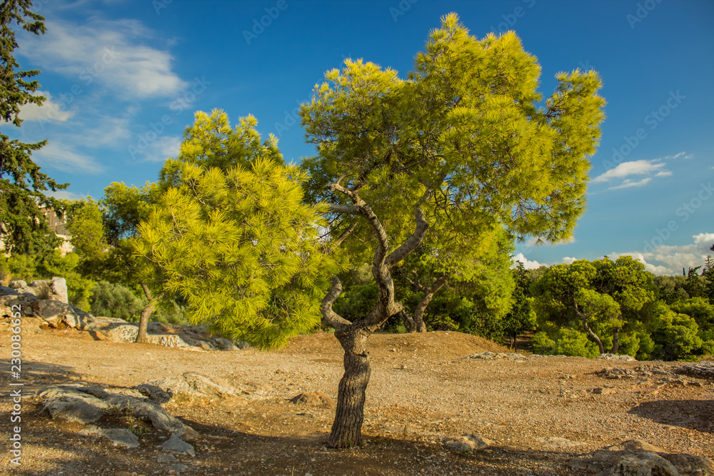Fototapeta premium nature scenic south tropic hill forest landscape with vivid trees on rocks in summer warm weather bright day time