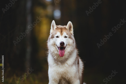 Close-up Portrait of happy Siberian Husky dog sitting in the bright autumn forest