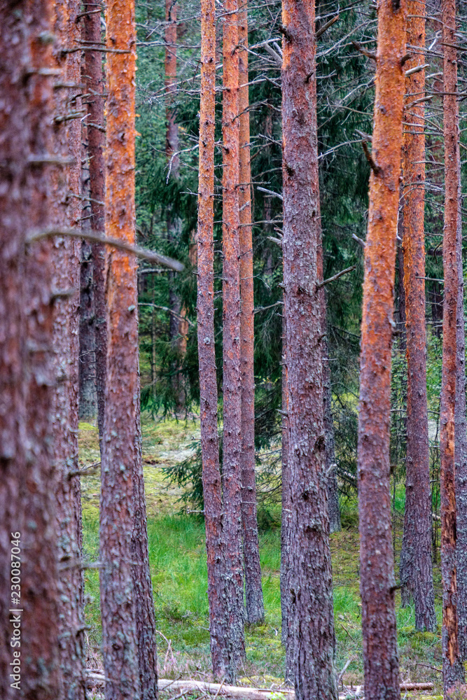 Obraz premium dry pine tree forest