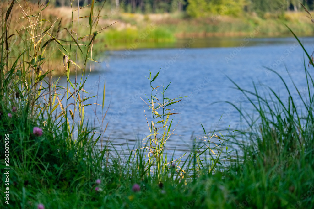 green foliage in early autumn with blur background green foliage in early autumn with blur background