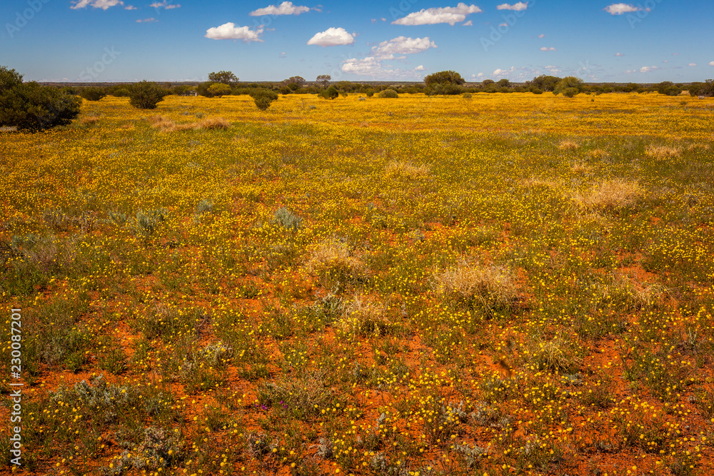 Desert flowering in Central Australia, Northern Territory, Australia