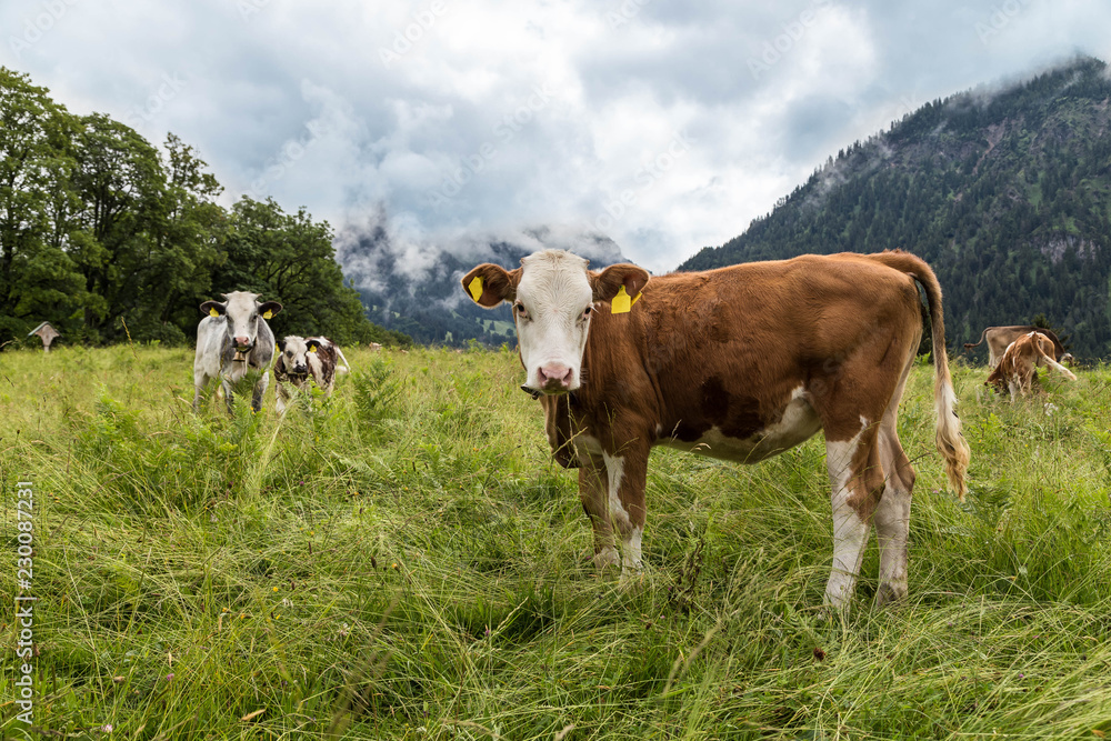 Cows grazing in hight altitude in the Allgau. Bavaria. Germany.