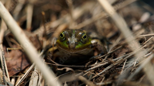 frog close-up hiding in the reeds