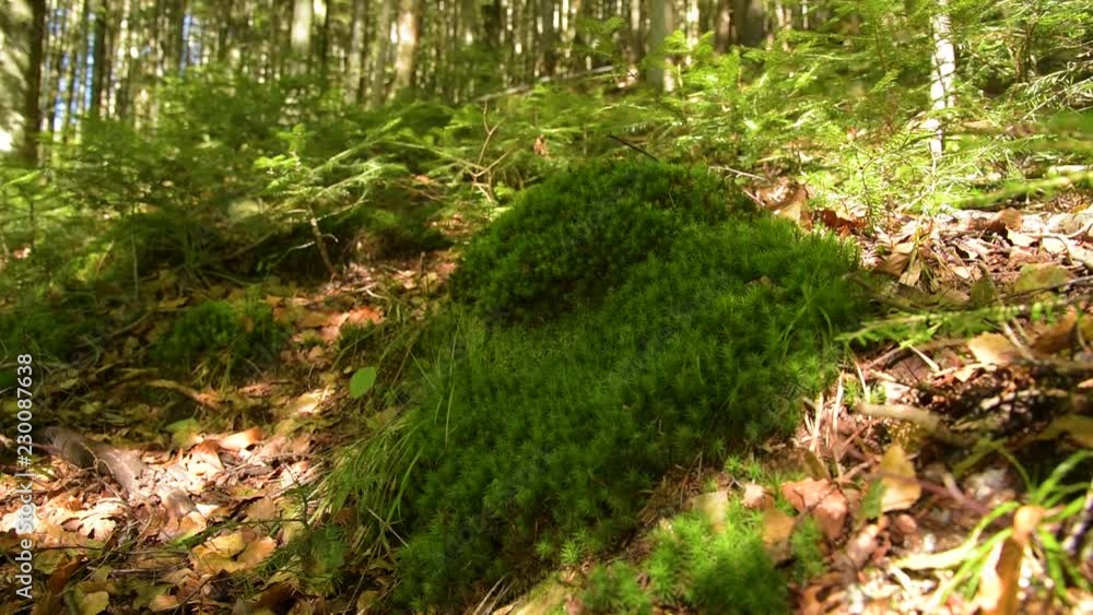 Epic Mountain Forest Epic Mountain Forest