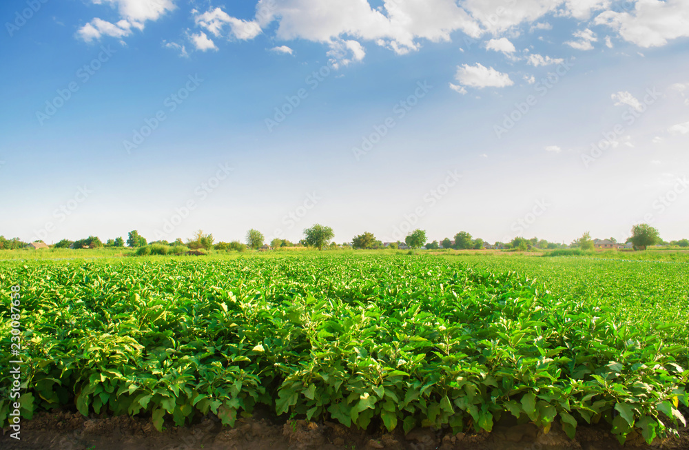 eggplants grow in the field. vegetable rows. Agriculture, vegetables, organic agricultural products, agro-industry. farmlands. aubergine farm