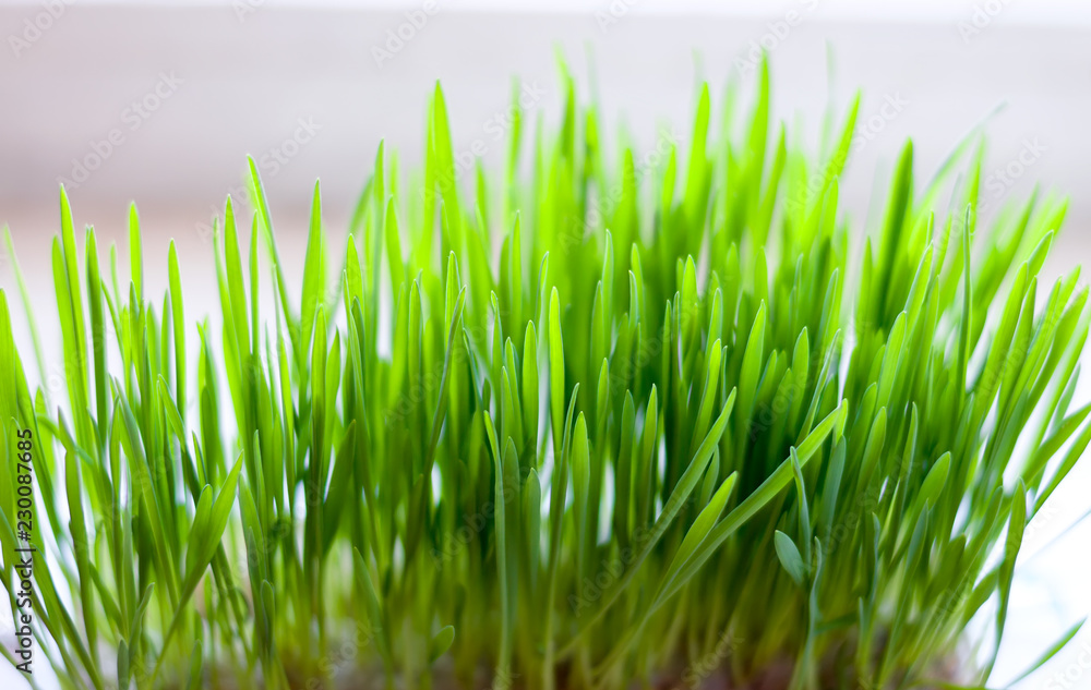 Fototapeta premium Grass for cats, grass bush to feed the animal.
