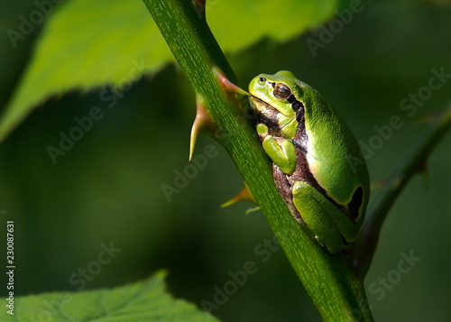 tree frog on stalk with thorns