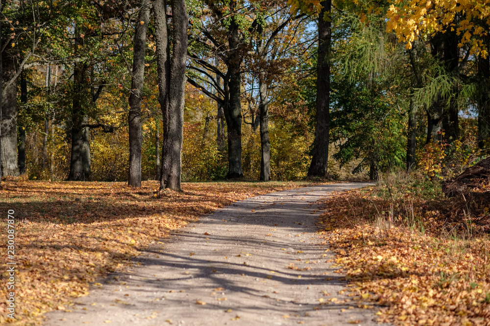 Obraz premium country gravel road in autumn colors with tree alley way on both sides