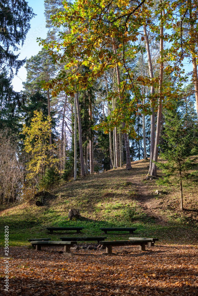 bright yellow colored birch tree leaves and branches in autumn