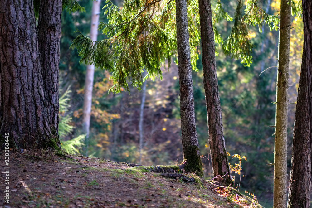 natural tourist trail in woods in late autumn natural tourist trail in woods in late autumn