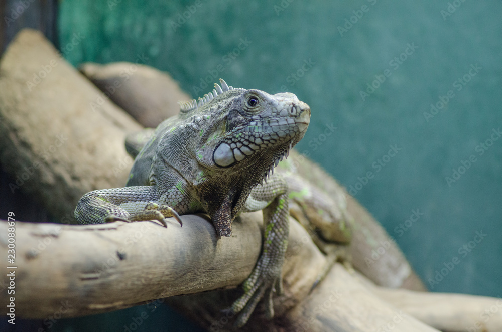 Obraz premium Lizard