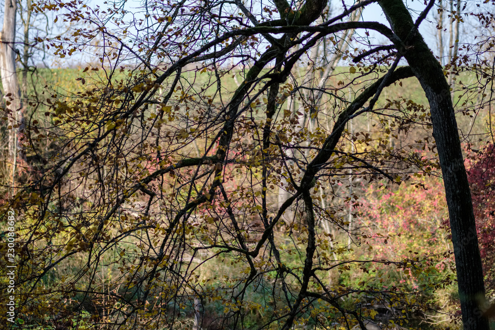 bright yellow colored birch tree leaves and branches in autumn bright yellow colored birch tree leaves and branches in autumn