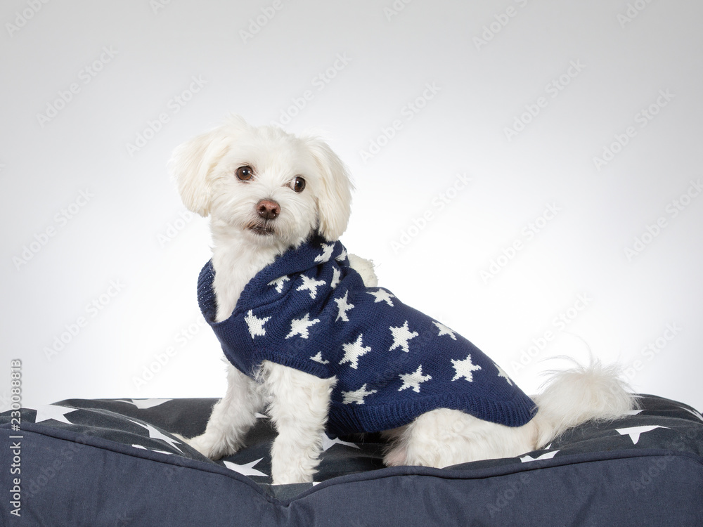 Maltese sweater hot sale
