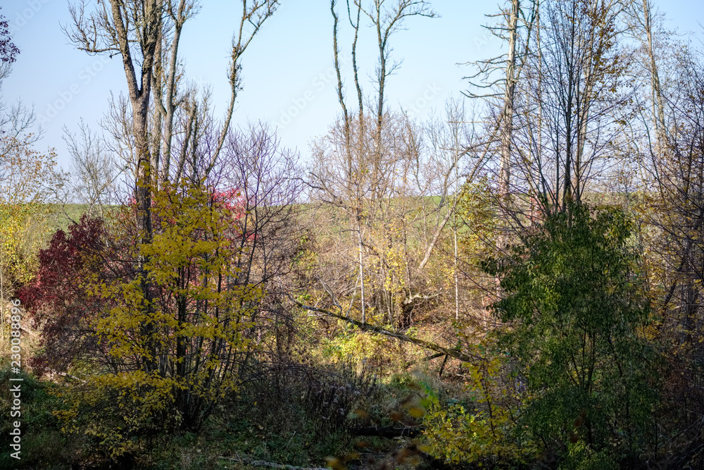 natural tourist trail in woods in late autumn natural tourist trail in woods in late autumn