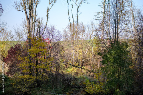 natural tourist trail in woods in late autumn