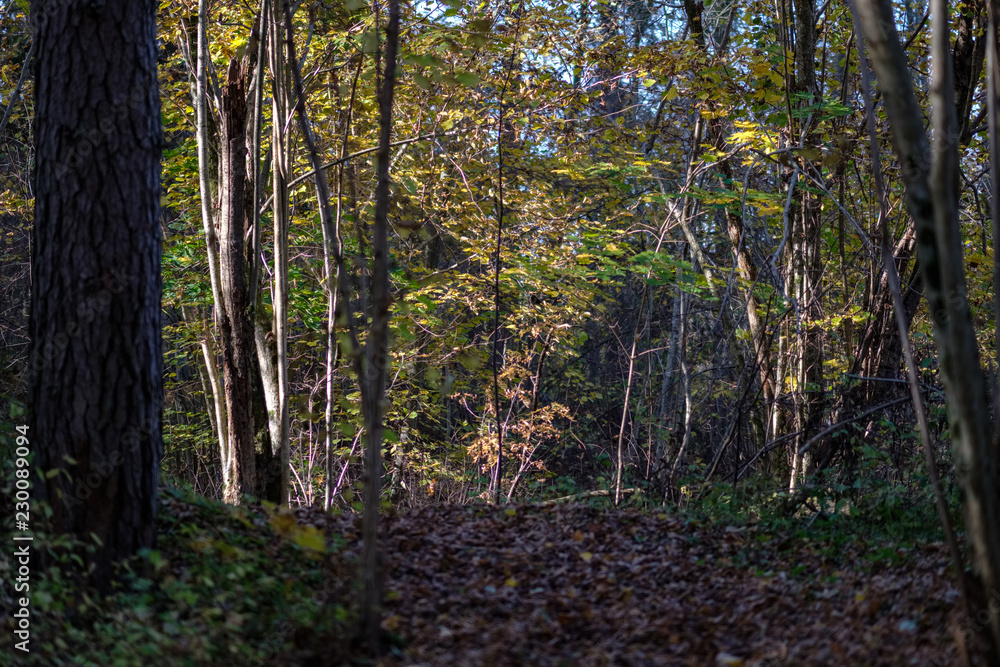 Obraz premium natural tourist trail in woods in late autumn