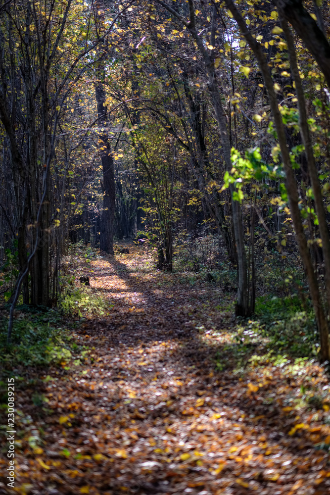 natural tourist trail in woods in late autumn natural tourist trail in woods in late autumn