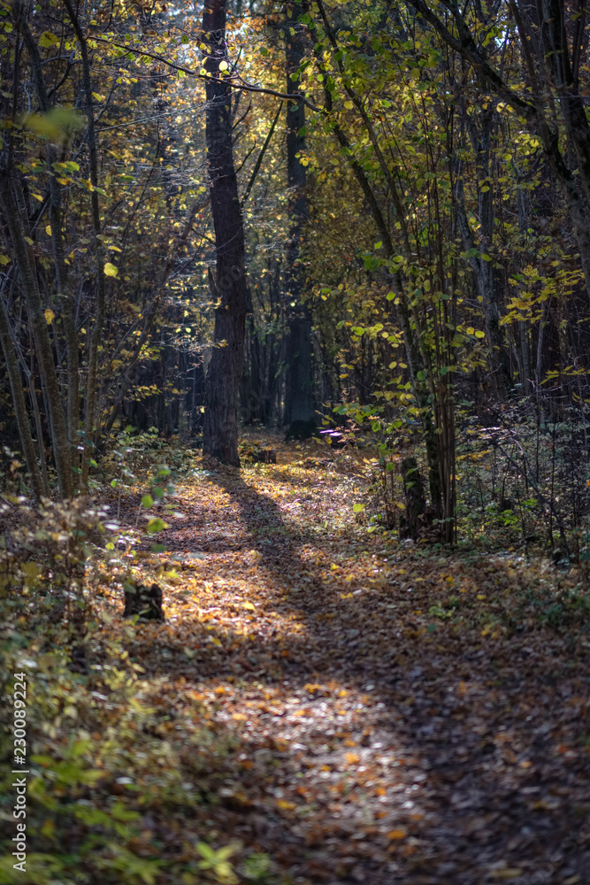 natural tourist trail in woods in late autumn natural tourist trail in woods in late autumn