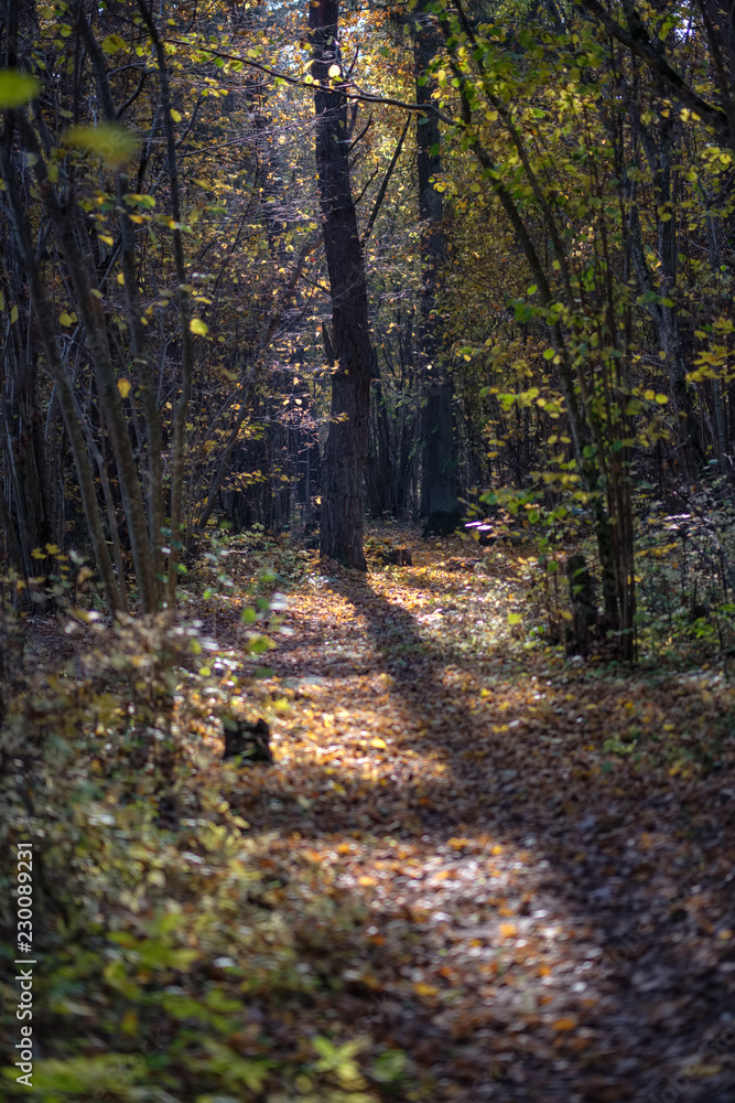 natural tourist trail in woods in late autumn natural tourist trail in woods in late autumn