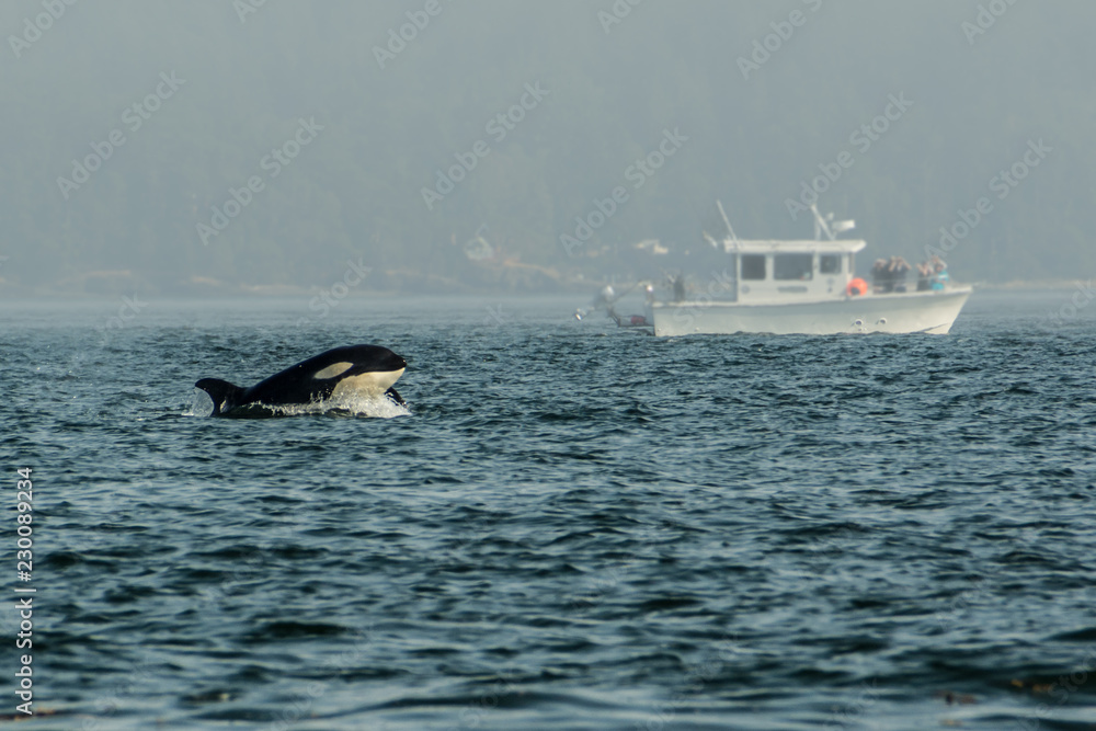 Fototapeta premium Killer whales, Vancouver Island