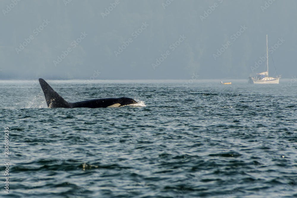 Fototapeta premium Killer whales, Vancouver Island