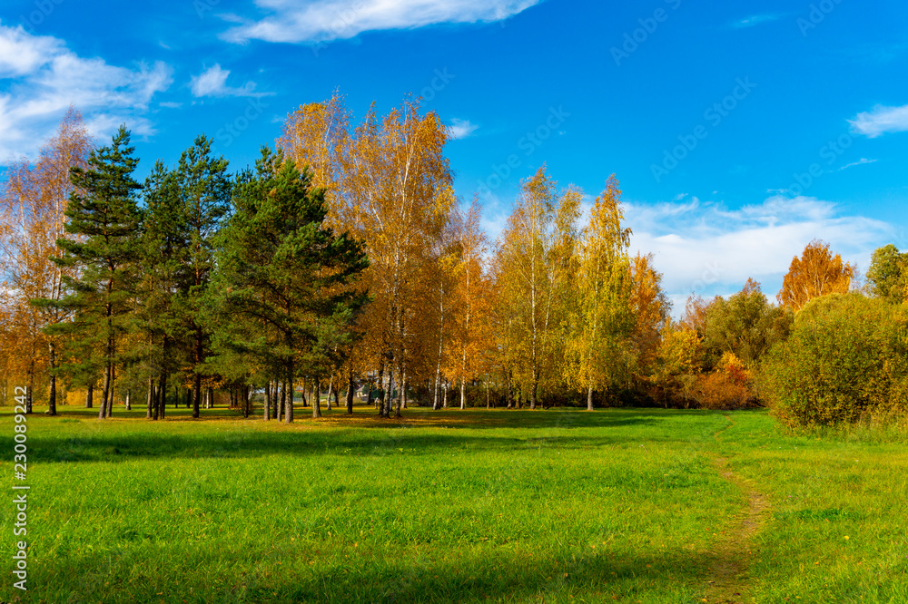 Fresh green field with autumn trees