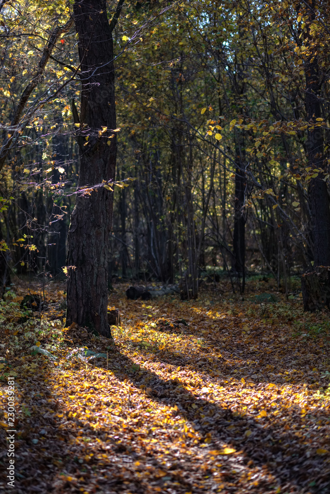 natural tourist trail in woods in late autumn natural tourist trail in woods in late autumn