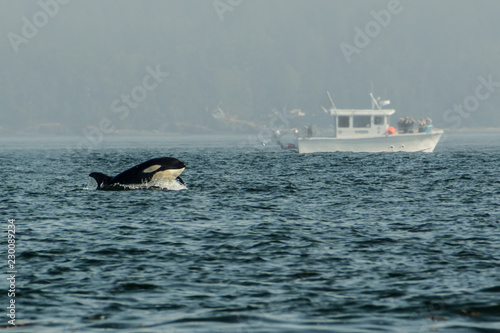 Killer whales, Vancouver Island
