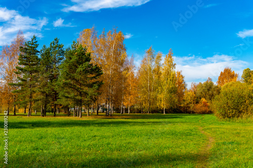 Fresh green field with autumn trees