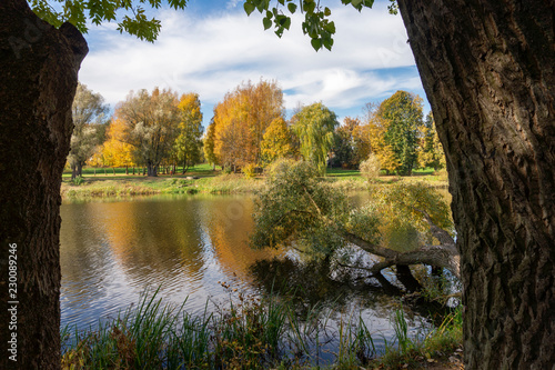 Fototapeta Naklejka Na Ścianę i Meble -  Uprooted tree in a rural lake or river in autumn