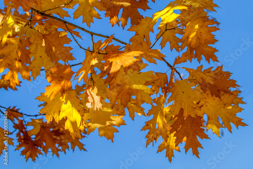 Beautiful autumn branch withy ellow  foliage on the against the blue sky. Free space for text. Banner Concept. Autumn natural background. Mock up for design. photo