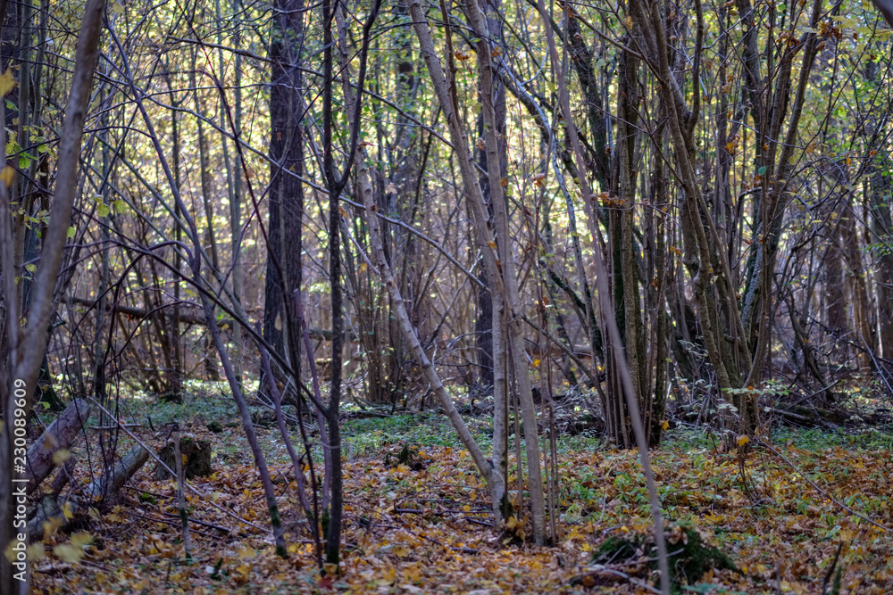 natural tourist trail in woods in late autumn natural tourist trail in woods in late autumn