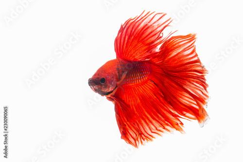 Cuadro en lienzo The moving moment beautiful of red siamese betta fish or splendens fighting fish in thailand on isolated white background