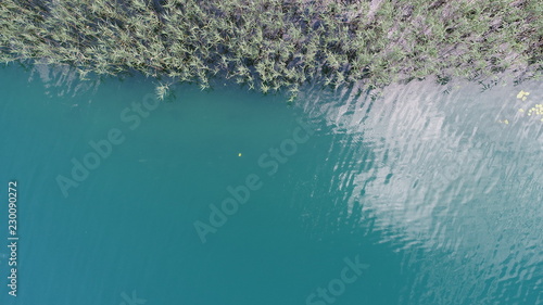 Aerial top view of lotus flowers on the lake