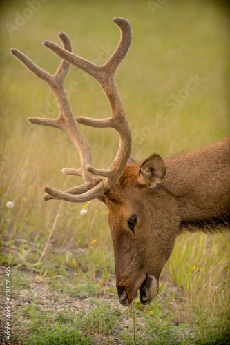 Fototapeta Naklejka Na Ścianę i Meble -  Canadian deer