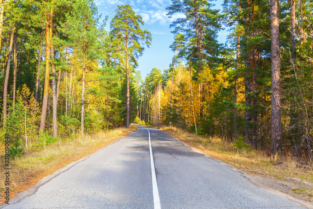 Fototapeta premium Road, highway in autumn forest