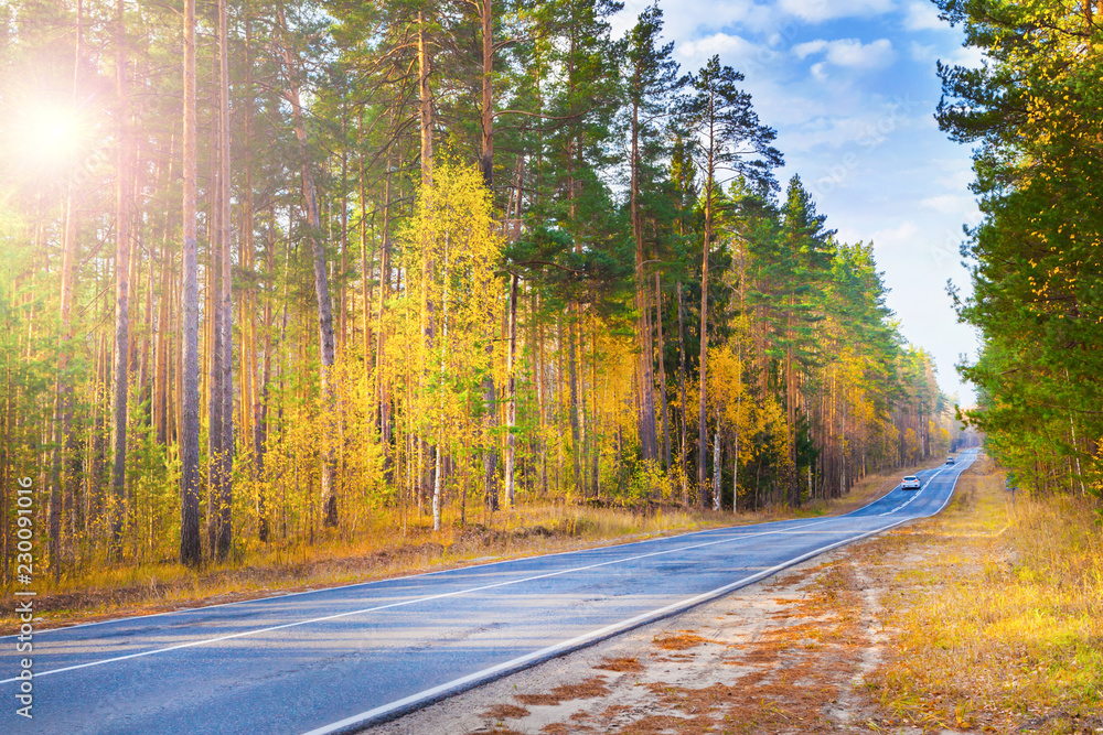 Fototapeta premium Road, highway in autumn forest