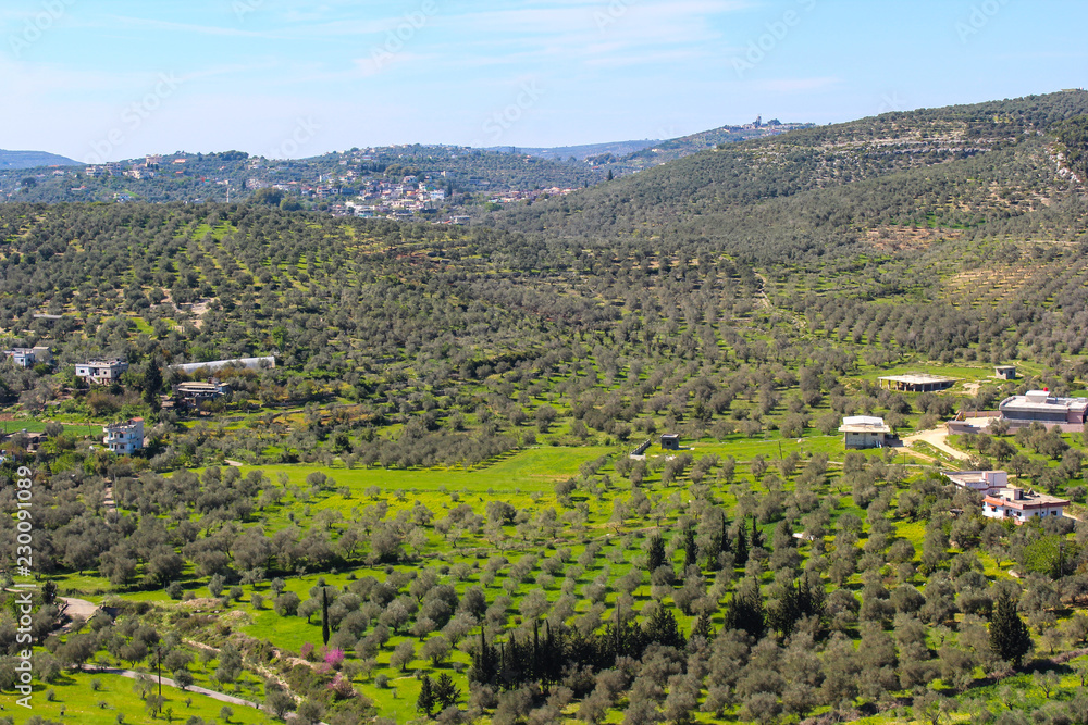 Mediterranean mountains olive fields in Tartous - Syria.