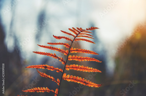 Branch of fern with orange leaves on a background of autumn forest