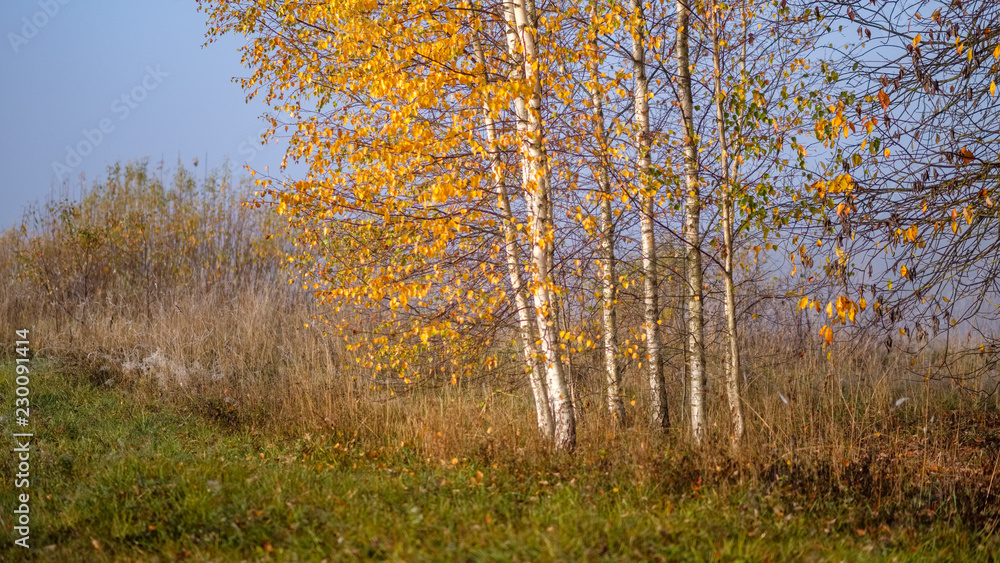 Obraz premium lonely autumn trees hiding in mist