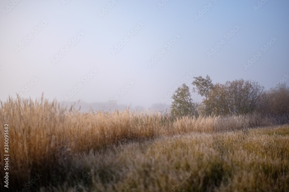 grass bents in autumn mist at countryside