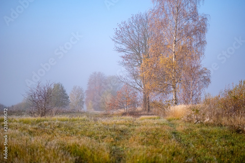 lonely autumn trees hiding in mist
