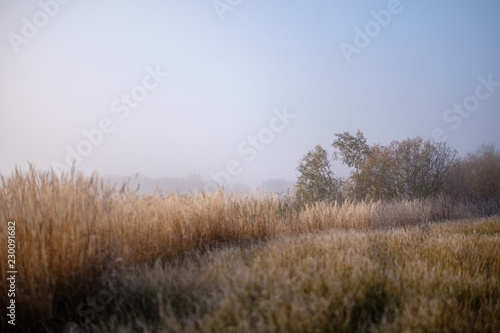 grass bents in autumn mist at countryside