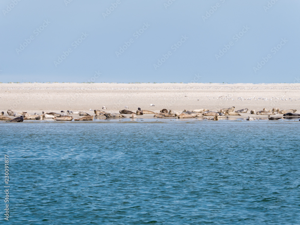 Seals resting on sand flats of Rif in tidal sea Waddensea, Netherlands