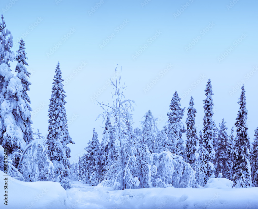 Fototapeta premium Horizontal winter Lapland landscape background