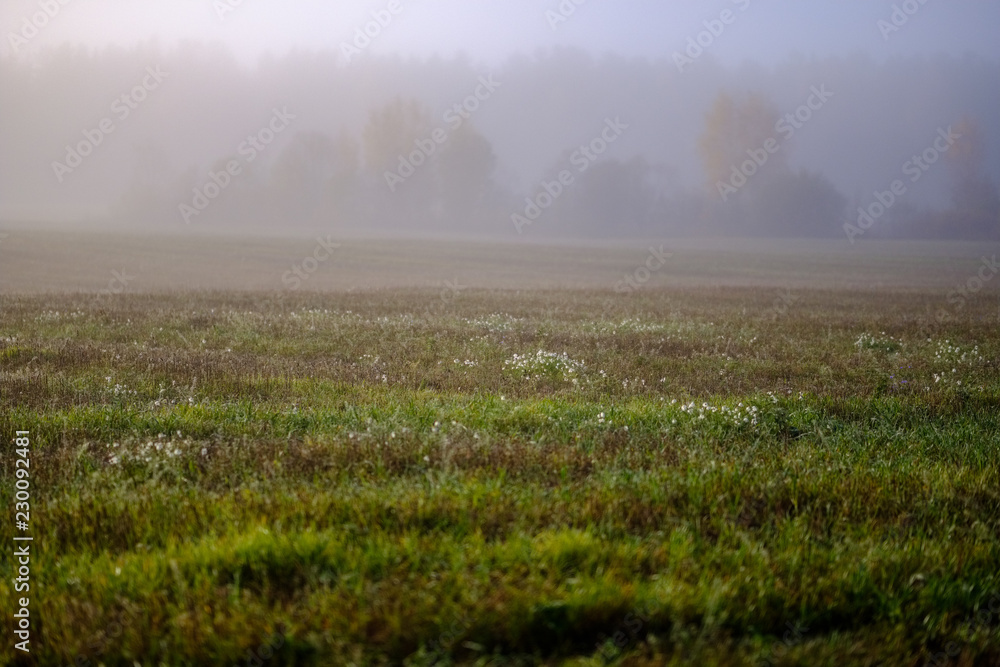 lonely autumn trees hiding in mist lonely autumn trees hiding in mist