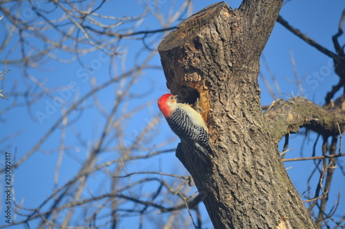 Obraz na płótnie woodpecker