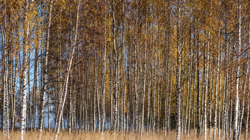 bright yellow colored birch tree leaves and branches in autumn